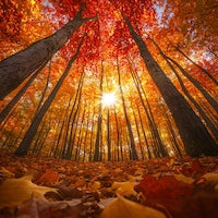 両面キャンバス,アート,小動物の視点からみた紅葉