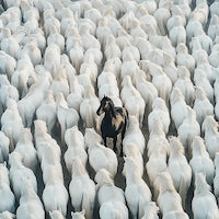 両面キャンバス,キャンバスアート,複数の白馬の中に一匹たたずむ黒い馬